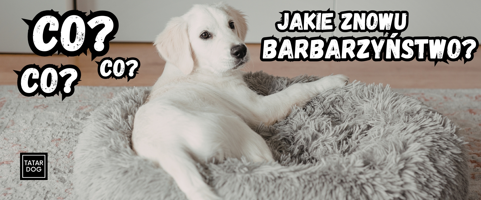 jak nauczyć małego psa czystości w domu